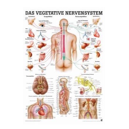 Anatomische Lehrtafel "Das vegetative Nervensystem 34 x 24"